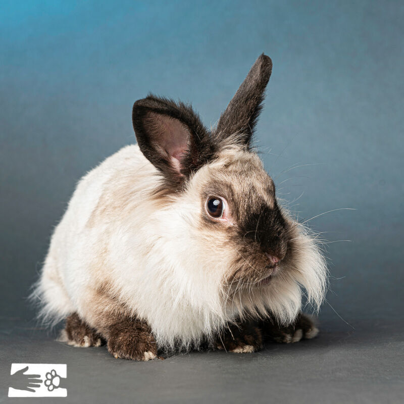 Pickles, HSCC Pet of the Week